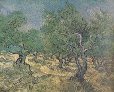 Vincent Van Gogh Olive Grove (nn04) china oil painting image